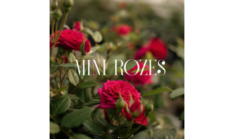 Ar ko mini rozes ir tik īpašas?